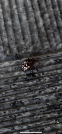 マンションのロビーに みたことのない蜘蛛がいました 東京在住で Yahoo 知恵袋