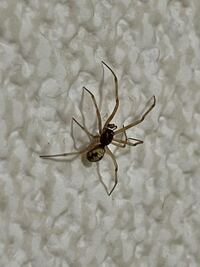 大至急 この蜘蛛はなんという蜘蛛でしょうか 害はありますか Yahoo 知恵袋