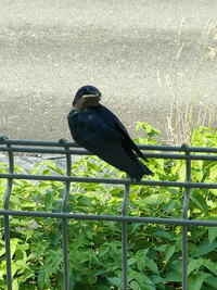 この鳥はなんという鳥でしょうか 自宅の庭に3羽ほどいて ときど Yahoo 知恵袋