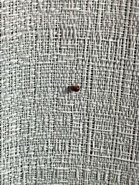 1cmもしないサイズですが この虫が部屋にたくさんいますこれなんて虫 Yahoo 知恵袋