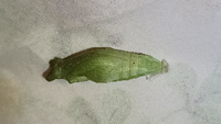 ナミアゲハの蛹について質問です。7/20に蛹になり、今も動いていて、透かすと目ができているのがわかる蛹に黒い点がついていました。これは寄生虫のついている跡でしょうか？ 寄生虫だった場合なにか対処が必要ですか？