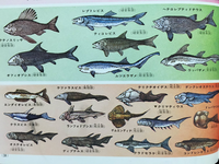 この昔の図鑑の画像をみて思いましたか、明らかに聞いたことがない名前の魚がいますよね。恐らく本名ではなかったりする可能性はありますか？ 皆さんの思いを詳しく教えて欲しいです。(例でムツエラザメはカグラザメかな？)