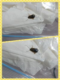 これは何ゴキブリですか ゴキブリの名前を教えて下さい 背中に縦の白い模様 Yahoo 知恵袋