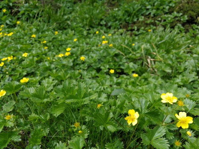 この黄色い花はなんですか？ 烏帽子岳で見ました。