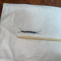 虫の写真が映ります 先程ムカデ が寝室に出ました サイズは Yahoo 知恵袋