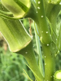 オクラこの白い 透明な球は何かの卵 1ミリないです 粘液成分 ムチ Yahoo 知恵袋