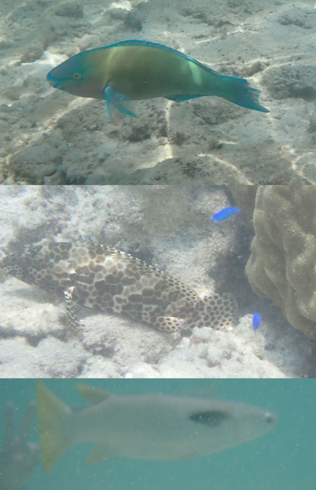 魚の名前を教えてください。 沖縄の瀬底ビーチです。 スノーケル シュノーケリング 沖縄本島 熱帯魚