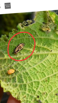 きゅうりの葉に赤丸で囲った虫がよく付いてます この虫が何か分か Yahoo 知恵袋