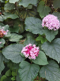 この植物の名前を教えて下さい 6月から10月くらいまで花が咲いています Yahoo 知恵袋