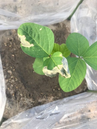 枝豆の葉っぱが全体的にこのように茶色く枯れてきてしまっています また 少 Yahoo 知恵袋