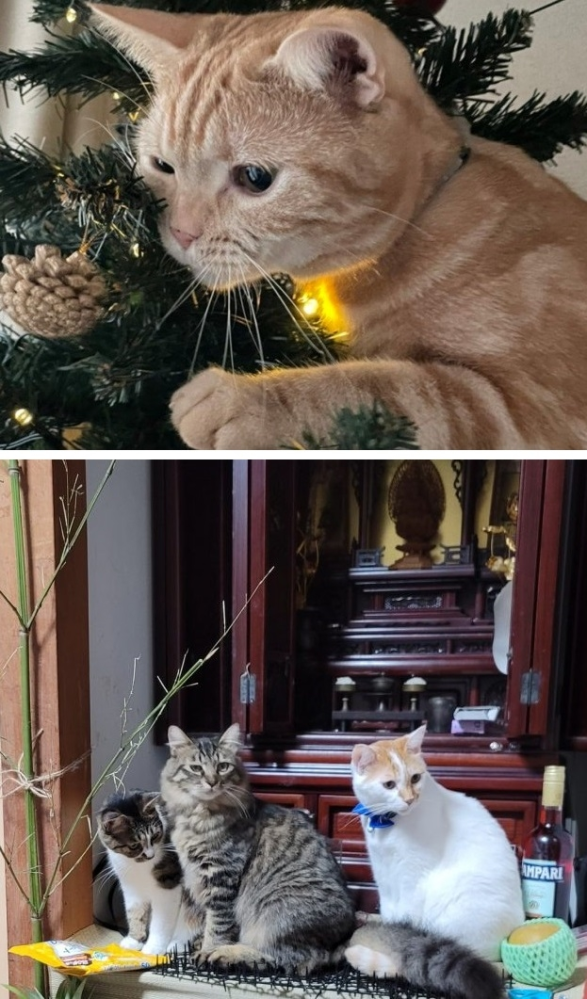 ネコちゃんはお盆とクリスマス どちらが好きだと思いますか？？