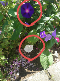 街路樹の根本につるのようなものがあるなと思っていたら昨日から花が咲き始め Yahoo 知恵袋