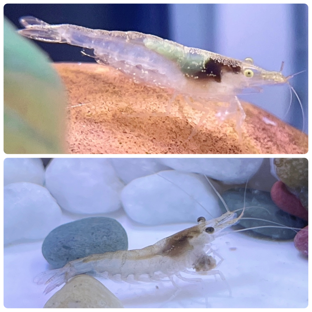 ヌマエビのオスメスを教えてくださいミナミヌマエビはメスだと思っ Yahoo 知恵袋