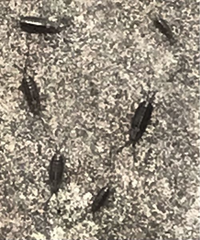 この生き物の名前は何ですか 海のそばに大量に居ました 近づくと Yahoo 知恵袋