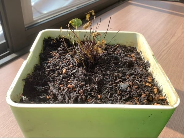 アジアンタム 枯れてしまったので、全部根本から切りました。1ヶ月経ちますが、ほとんど変わらずこのような状態です。出てきている芽も茶色く枯れてしまいそうです。何が悪いのでしょうか？