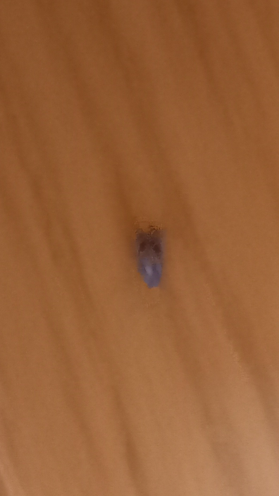 【画像注意！！】 この虫、何ですか？ コバエほど素早い動きはしません。 米粒大 天井やガラスを這っています。 家の中にたくさんいます。