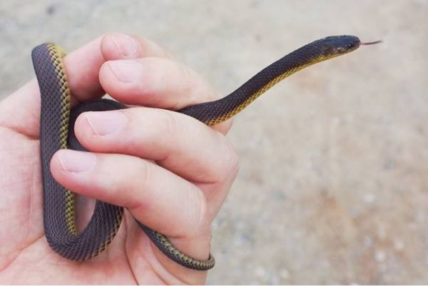 このアマミタカチホというヘビは何色ですか？