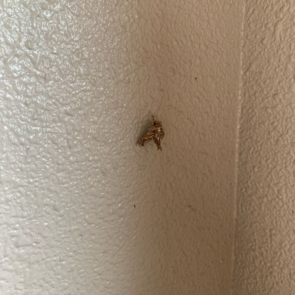 【この虫の名前はなんですか？？】 家の玄関にこの虫が半年近く動かず止まっています… 全く動く気配がないのですがなにかの蛹なのでしょうか…見たことない虫だったので誰か詳しい方教えてください