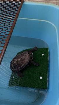 60センチ水槽をメタルラックに乗せたいのですが 60センチ水槽をメ Yahoo 知恵袋