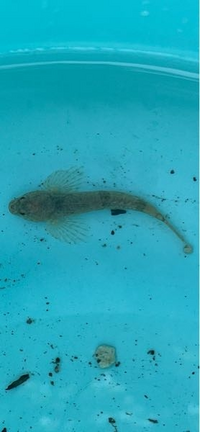 この魚の名前を教えてください 子供が川で魚をつかまえました ネ Yahoo 知恵袋