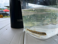 栃木県鹿沼市の川で捕獲しました なんの稚魚でしょう Yahoo 知恵袋