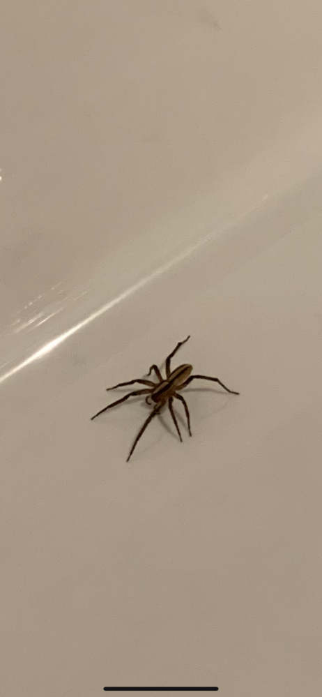 洗面所にいたんですが、500円玉の大きさくらいのこのクモはなんというクモなんでしょうか、、 分かる方いたらお教え願います。