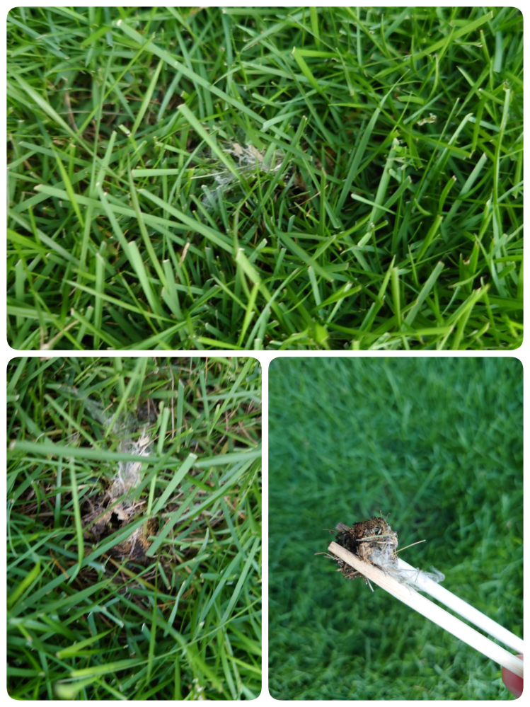 芝生一年目、種類はtm9です。 昨日、蜘蛛の巣みたいな糸があるのを発見しました。 ネットで調べると菌が原因とあったのですが、近くで良く見てみると、短く切り刻まれた芝が土と糸に包まれたような感じになっています。 こういう感じのが４箇所ありました。 以前、コガネムシが庭で死んでいたのを見たのでネットで調べて今朝、スミチオン乳剤を撒きました。 夕方になっても特に虫が出てきてはいませんでした。 これは虫の仕業ということで、このまま様子見で良いでしょうか？ それとも除菌剤を撒いたほうが良いでしょうか。 芝生初心者でよく分からず、アドバイス頂けたら助かります。 よろしくお願いします。