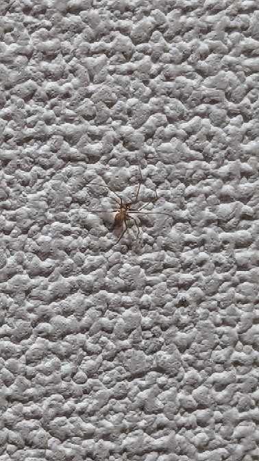 部屋に画像のような蜘蛛が時々いるのですが、なんという種類の蜘蛛でしょうか？また、毒はありますか？