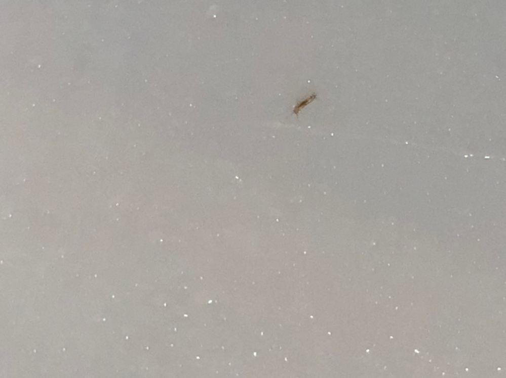 今日オカメインコのケージの床に、このような長さ2mm程度の細長い虫がいたのですが、なんと言う虫でしょうか？(>_<) オカメインコにとって危険な虫ではないか心配です。