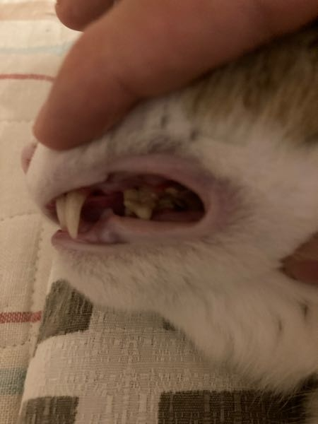 猫の歯がすごく汚いです。口ととんでもなく臭いのですがこれって病気でしょうか？病気だとしたらどんな病気なのか教えてください！！！お願いします。