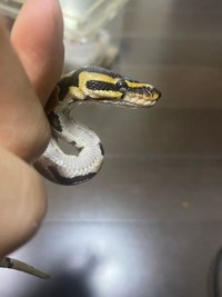 ボールパイソンの病気について質問です この写真のボールパイソン Yahoo 知恵袋