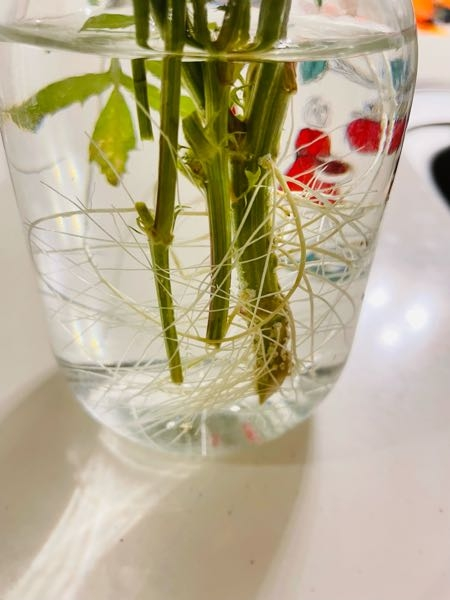 地植えしていたマリーゴールドが折れてしまったので、花瓶にさしていたら根っこみたいなのが生えてきました。 これは土に植えたらまた根を張るのですか？