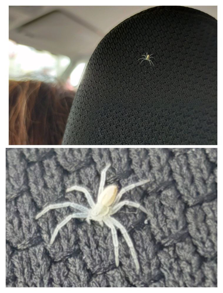 白い蜘蛛 画像の蜘蛛はなんて言う種類の蜘蛛なのか、わかる方いらっしゃいますか？ 足が透けており、とっても綺麗で見惚れてしまいました。 大きさは1cmもなかったと思います。 とても小さく、ちょこ...