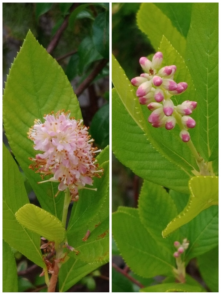 往路途中の花壇で見た花ですが何という花でしょうか よろしくお願いいたしま Yahoo 知恵袋