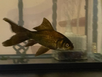 金魚を買ってきたのですがこれは何金ですか ブラックコメットだと Yahoo 知恵袋