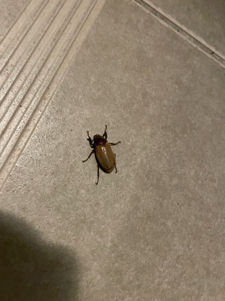 この虫は何でしょうか？
