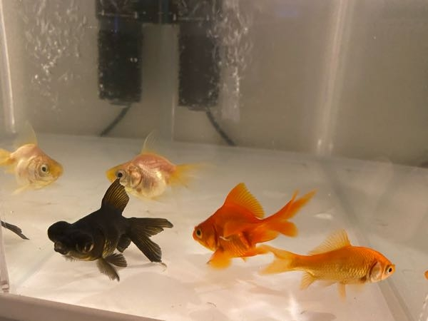 4匹の金魚を飼います！ 餌はどれくらいの量ですか？ これはまだ赤ちゃん魚ですか？ 成魚ですか？ 色がバラバラですが繁殖しますか？