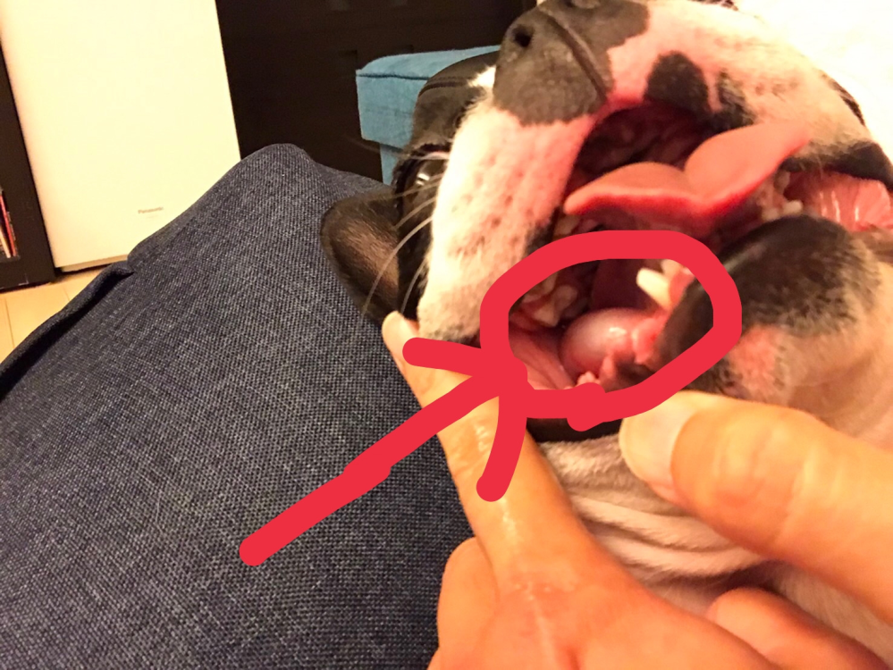 犬の口の中に2㎝くらいのできものの様な腫れの様なものがあるのに気付き写真を撮りました。赤くまるで囲ったところです。 舌の下横、歯の内側くらいにあります。 何かわかる方いらっしゃいましたらお願いします。 犬の様子は普段と変わりません。