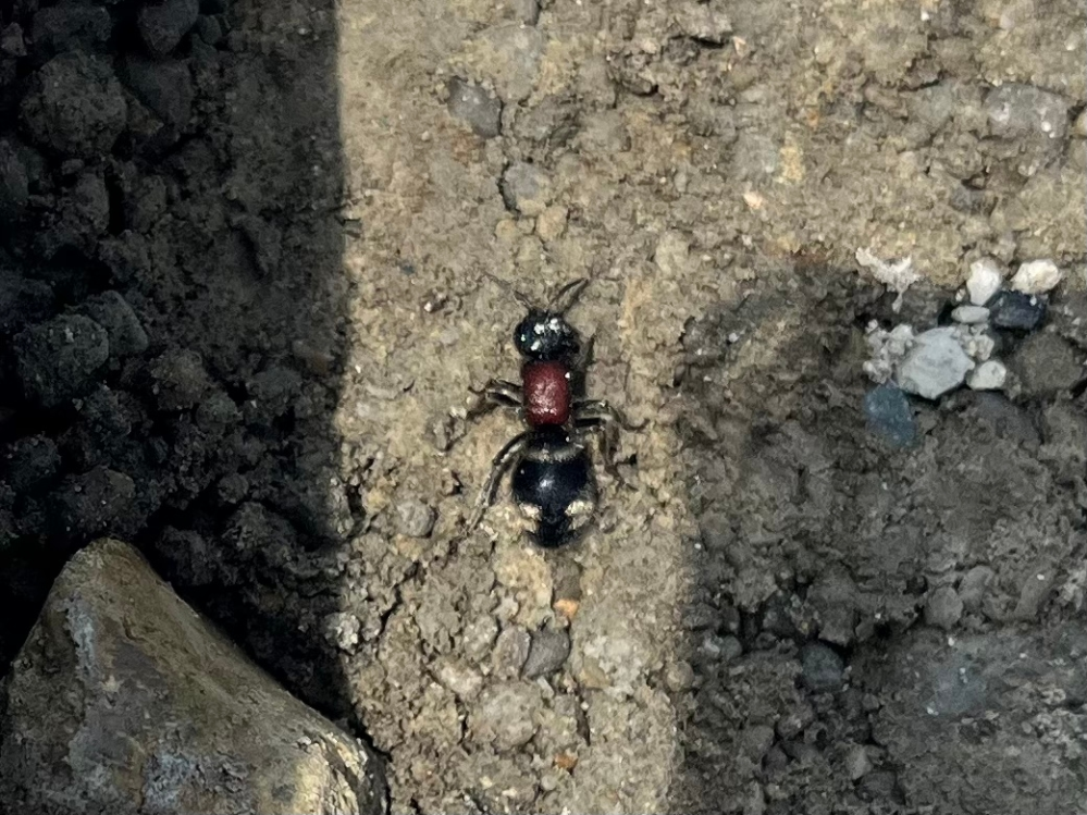 初めて見た虫なので知ってる方いたら教えてください！蟻の仲間かな？