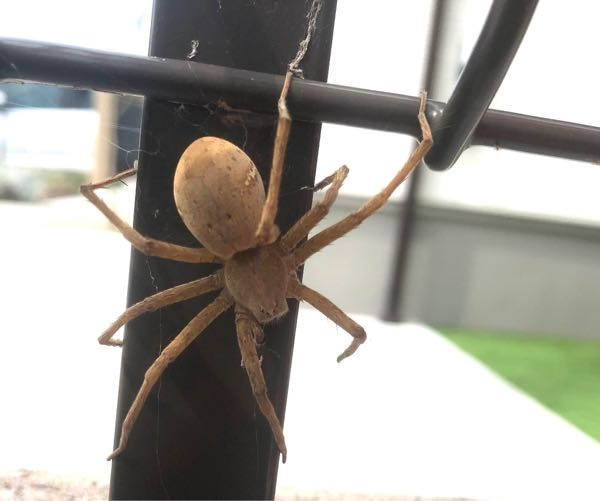 お詳しい方、こちらの蜘蛛の種類を教えてください。 家の庭にいました。 ググっても同じようなやつが見つからなかったので、、、 大きさは6cm〜8cmぐらいだとおもいます。 放っておいていいものか。 子供もいるので毒があったりするとなおさら怖いです。 すみませんが宜しくお願い致します。