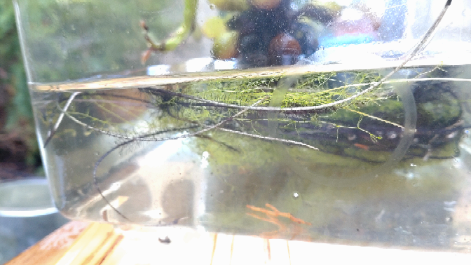 ホームセンターでホテイアオイを買ったら 根に別の水草が絡んでいました。 (緑色の奴です) この水草は何でしょう？ 池に入れるつもりですが、害はありませんか？ 大増殖して困ることはありませんか？