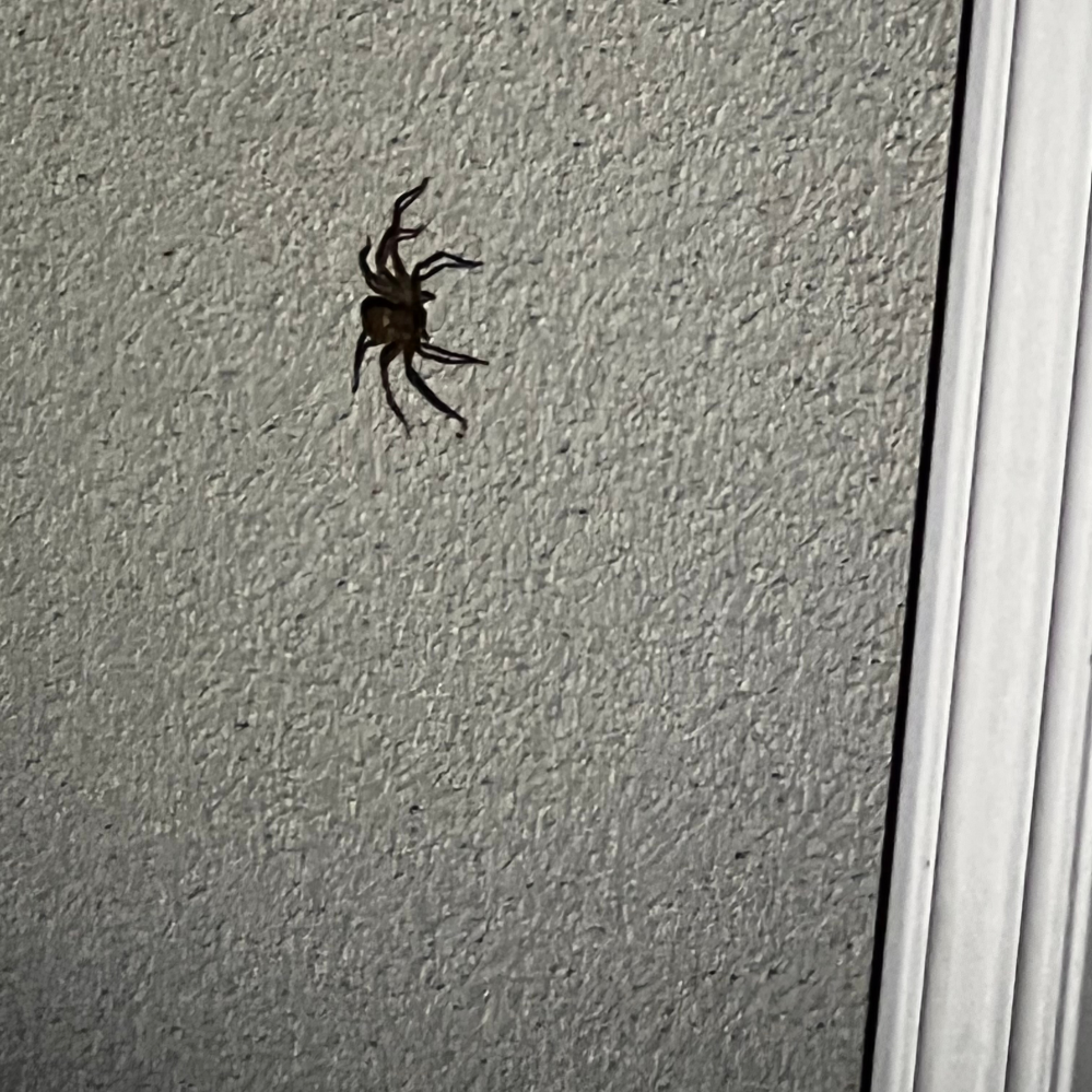 おはようございます！ 突然ですが、これはなんと言うクモでしょうか？ 体長5センチくらいで結構デカくてビックリしました、益虫でしょうか？ 怖くて夜もねむれません。