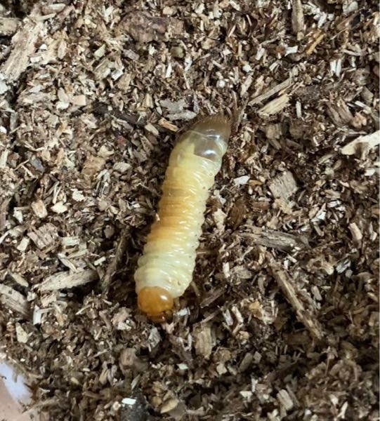 これは何の幼虫ですか？