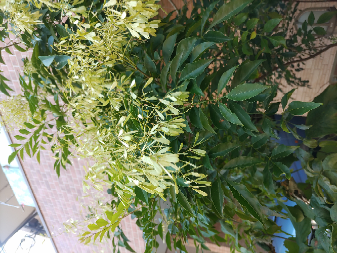 我が家のシマトネリコが、花が咲きました。 その後、白い葉っぱ？になりました。 これは、どう言う事なのか？知りたいものです。 放置して、大丈夫ですか？ よろしくお願いしますね。