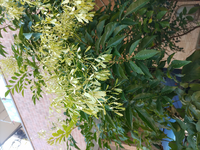 我が家のシマトネリコが 花が咲きました その後 白い葉っぱ になりました Yahoo 知恵袋
