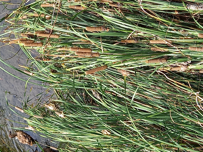 この草のフランクフルトみたいなものはなんですか？わかる方いらっしゃいましたら教えてください。