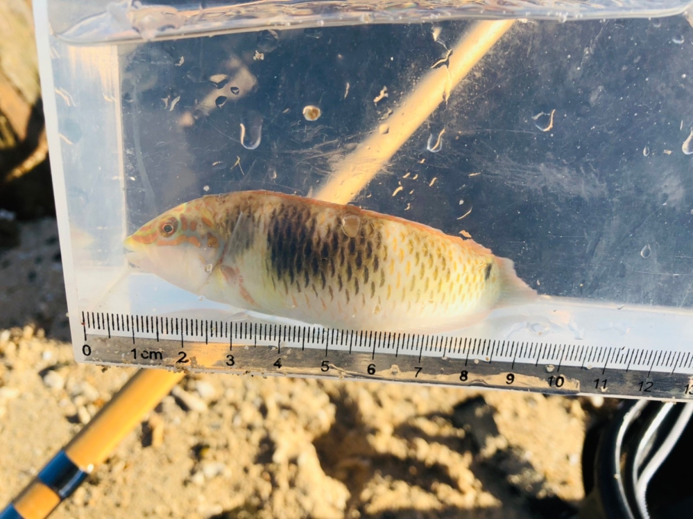 先日、奄美大島の浅瀬で捕まえた魚です。 名前が解る方、教えてください。