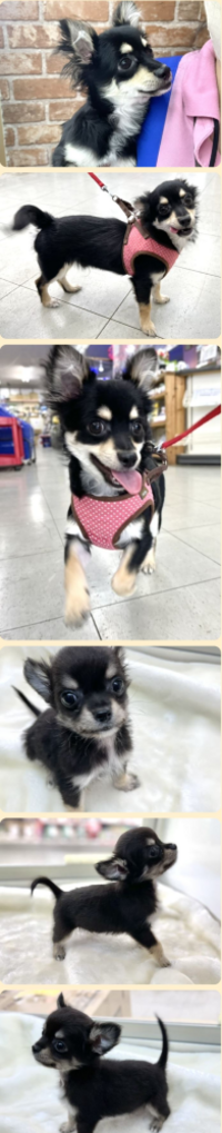 イヌ 回答受付中の質問 Yahoo 知恵袋