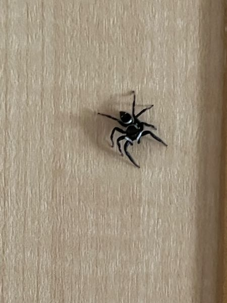 家にいたこの蜘蛛はなんて名前なのでしょうか？気になったので虫に詳しい方にお答えいただけると嬉しいです。