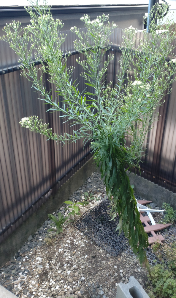 この植物の名前は何でしょうか？